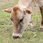 vaca de lapte Guernsey
