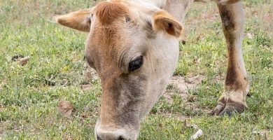 vaca de lapte Guernsey