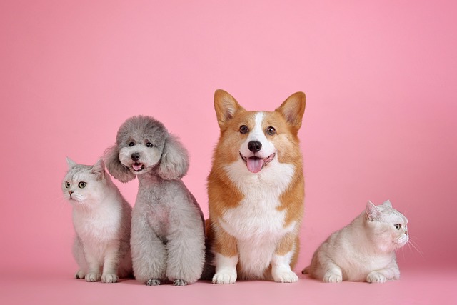 animale domesticite de om