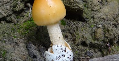 Amanita-crocea ciuperca