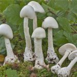 ciuperca Amanita virosa