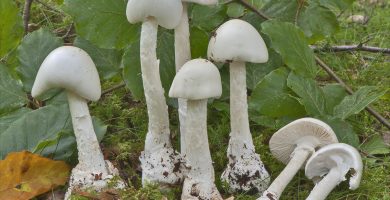 ciuperca Amanita virosa