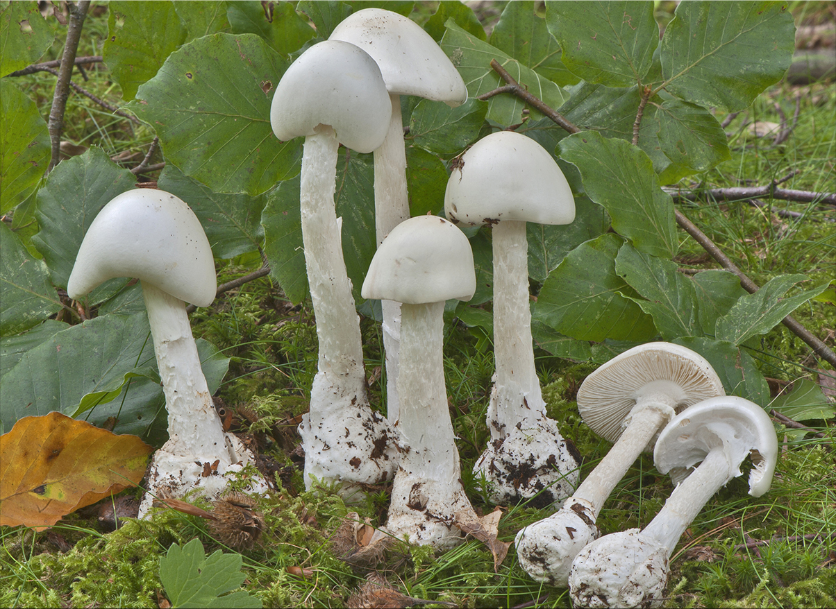 ciuperca Amanita virosa
