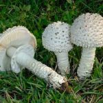 ciuperci din familia Amanita vittadinii