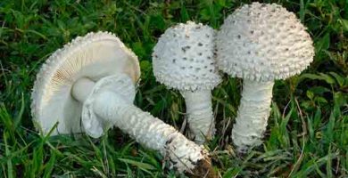 ciuperci din familia Amanita vittadinii