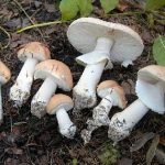 ciuperci Limacella guttata