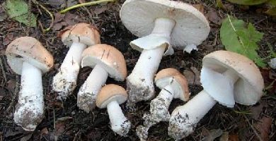 ciuperci Limacella guttata