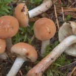ciuperci Limacella illinita