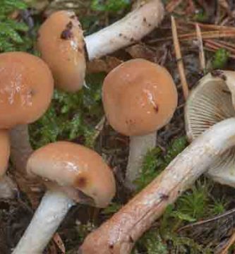 ciuperci Limacella illinita