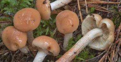 ciuperci Limacella illinita