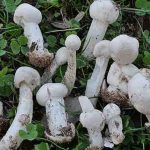 ciuperci Torrendia pulchella