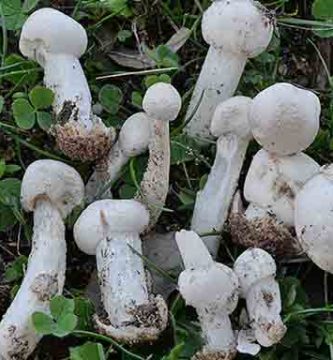 ciuperci Torrendia pulchella
