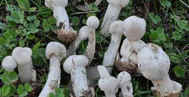 ciuperci Torrendia pulchella