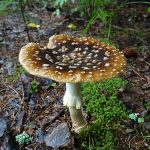ciuperci din familia amanita-regalis