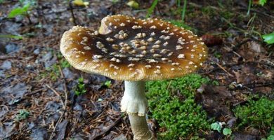 ciuperci din familia amanita-regalis
