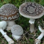 Amanita spissa ciouperca