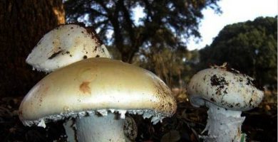 amanita-ovoidea specie de ciuperci