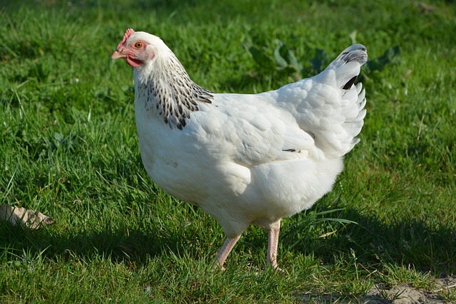 Creștere ecologică găini